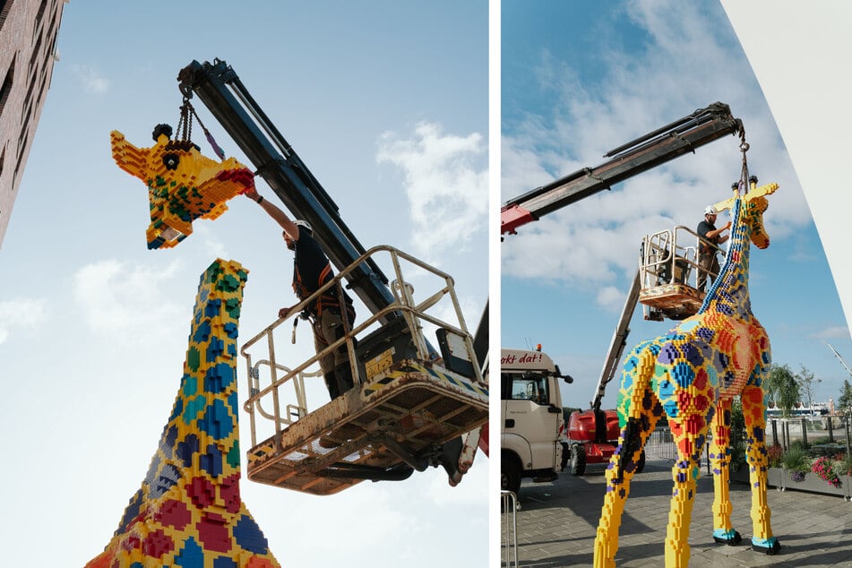 Hamburg: Aufsehen in der HafenCity: XXL-Giraffe zieht als Maskottchen ein