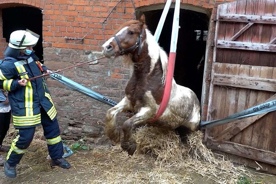 Mit einer Schlaufe wurde das Tier von der Feuerwehr geborgen.
