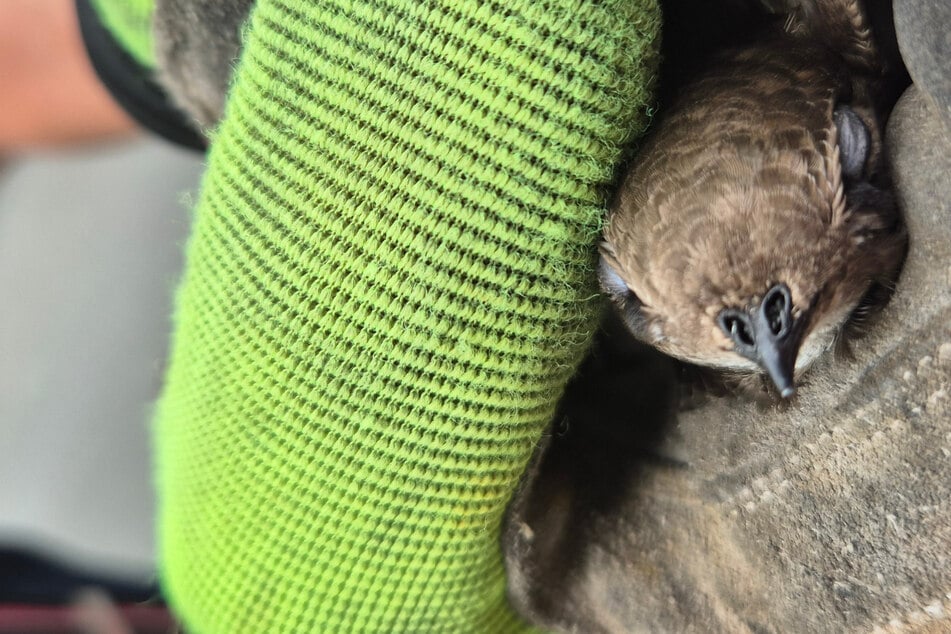 Dresden: Tierischer Notfall: Dresdner Feuerwehr muss Vogel aus Notlage befreien