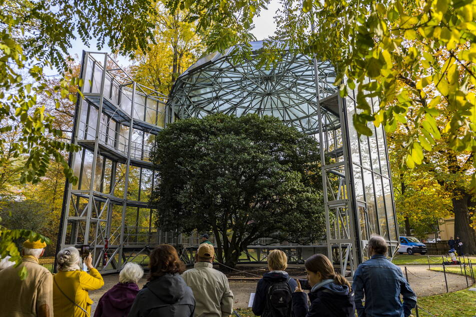 Das große Glashaus schließt sich binnen zehn Minuten um die Pillnitzer Kamelie.