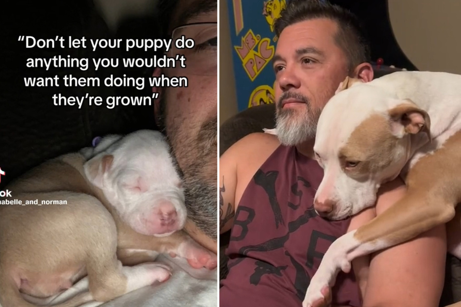 Dog owner reveals adorable lesson he learned the hard way with his puppy