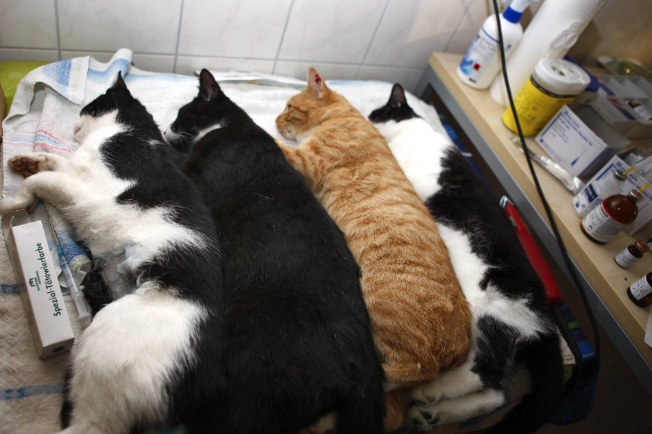 Frisch kastrierte Katzen liegen in einem Tierheim in der Narkose. In Brandenburg gilt seit September eine neue Richtlinie zur Kastration der Tiere. (Archivfoto)