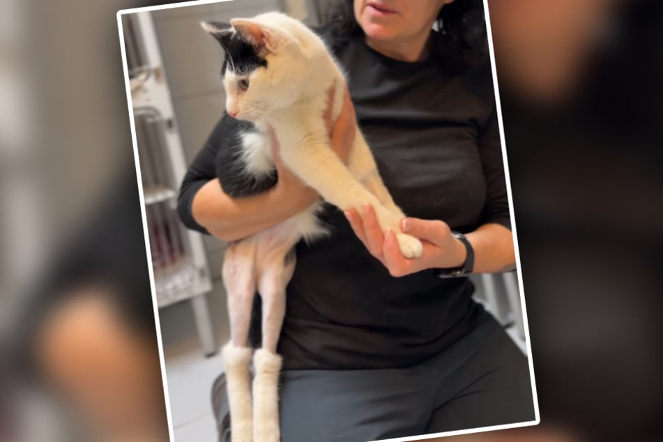 Kater Leopold wurde schwer verletzt am Straßenrand liegend gefunden.