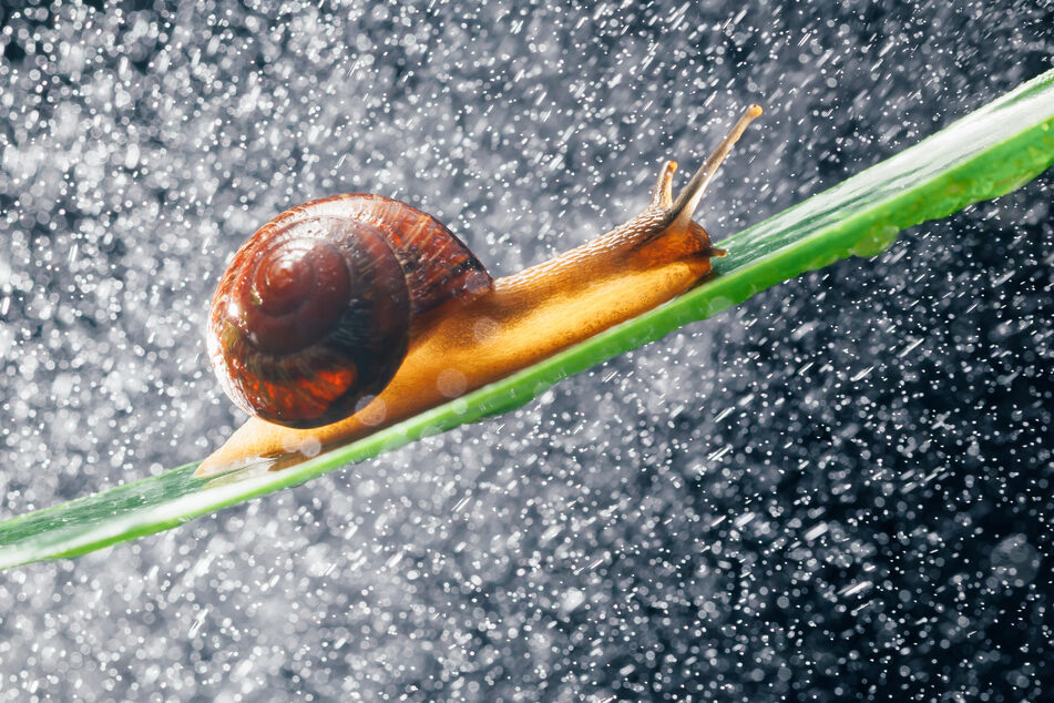 Fühlen sich bei feuchtem Wetter pudelwohl: Schnecken! (Symbolfoto)