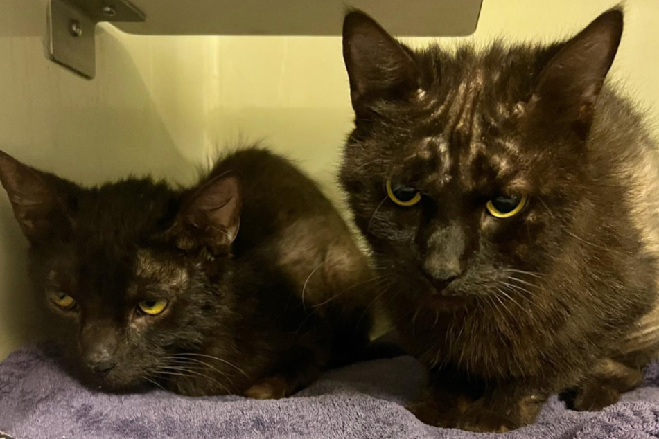 Nach Rettung verwahrloster Tiere aus Wohnung: Weitere Katze unter Müll gefunden!