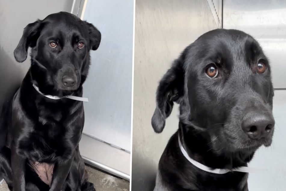 Besitzer schieben Hund ins Tierheim ab: Drei-Wort-Begründung bricht Pflegern das Herz