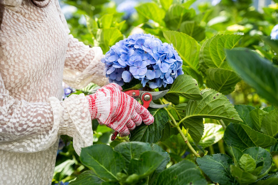 Die Blüten der Hortensie kann man zwischen Juni und September zu jeder Zeit abschneiden und trocknen.