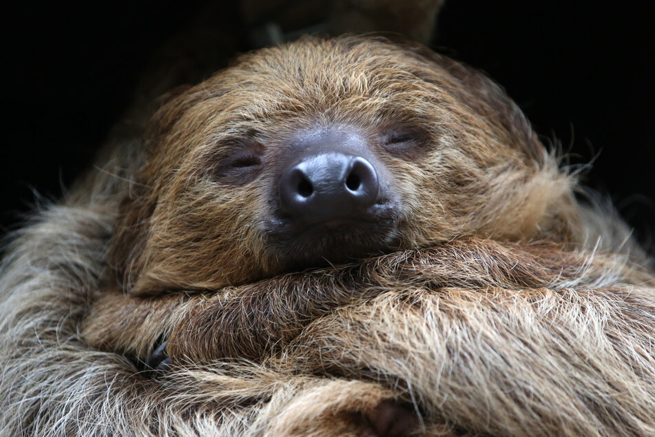 Es wurde nicht einmal zwei Wochen alt: Faultier-Baby stirbt im Kölner Zoo