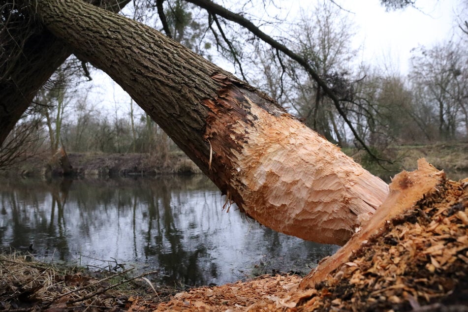 Biber ernähren sich pflanzlich und können allein mit ihren Zähnen ganze Baumstämme durchnagen. Das verursacht vielerorts Kosten.