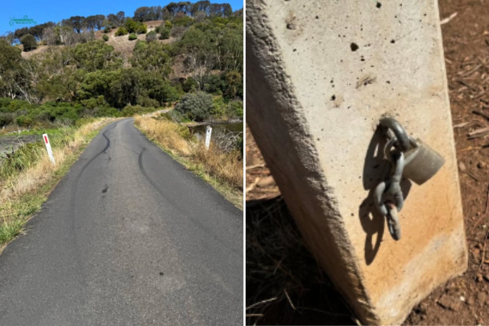 Die zuständigen Tierschützer fanden Reifenspuren und ein aufgebrochenes Schloss vor.