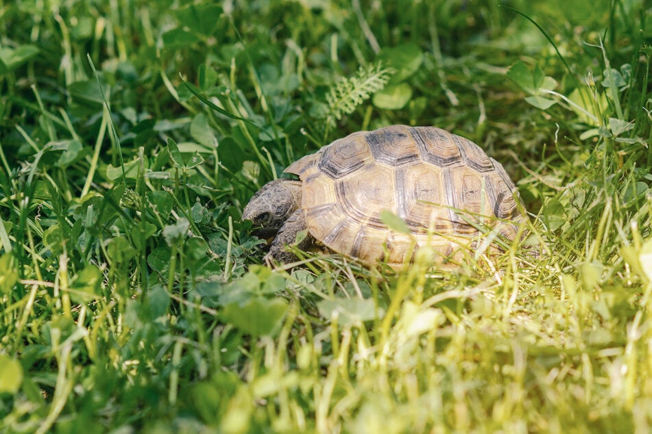 Auf einer naturbelassenen Wiese finden Schildkröten viele geeignete Futterpflanzen.