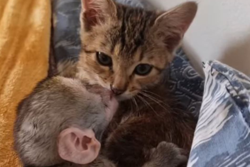 The unexpected animal pair is too cute for words!