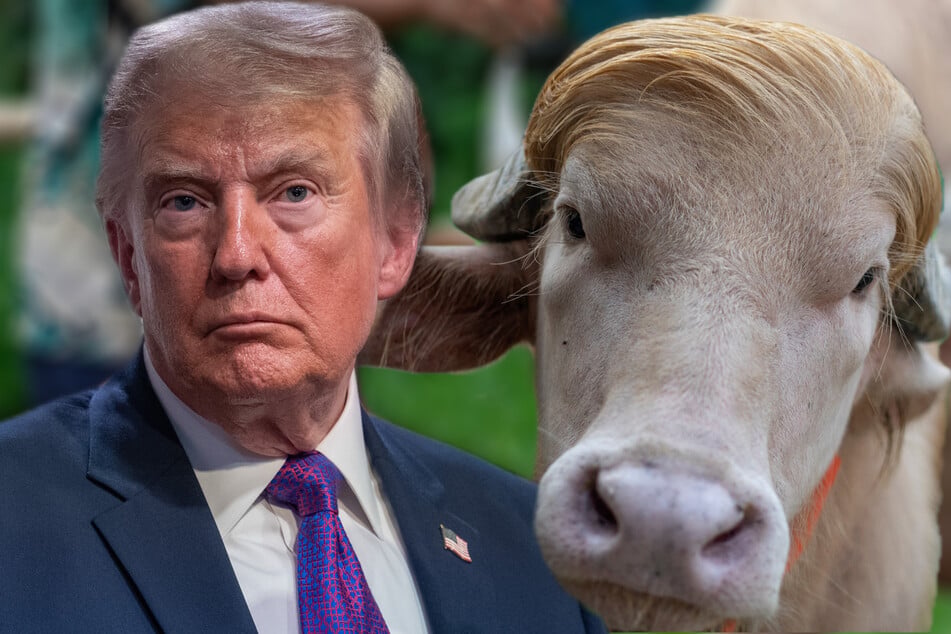 Verblüffende Ähnlichkeit: Albino-Büffel "Donald Trump" begeistert das Netz