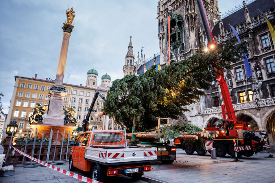Am Münchner Marienplatz ist am Mittwochmorgen der Weihnachtsbaum für den Christkindlmarkt aufgestellt worden.
