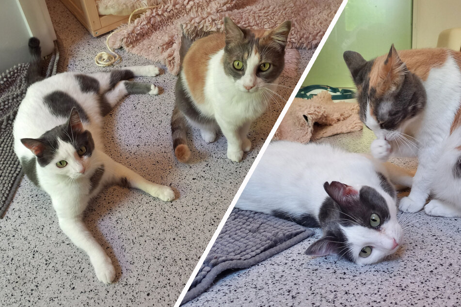 Zuckersüßes Katzen-Paar: Warum sitzen Shira und Maus noch im Tierheim?