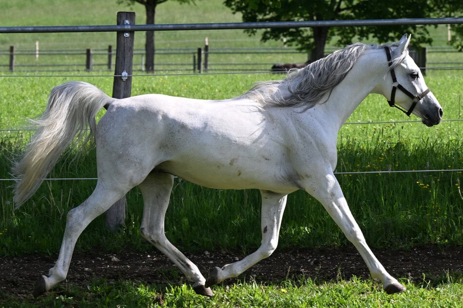 Pferd sorgt für Verkehrsbehinderungen auf Bundesstraße