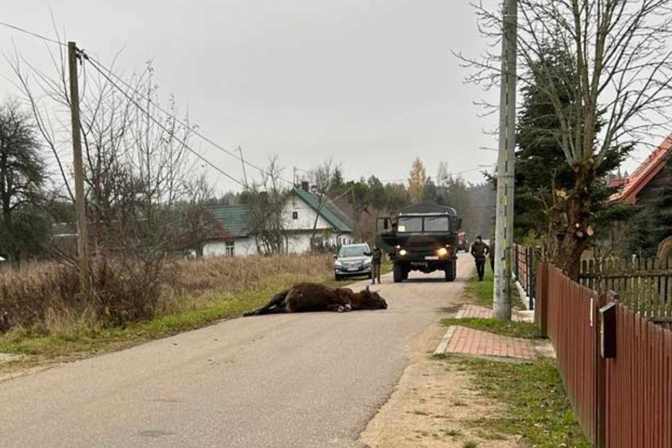 Ein Lkw-Fahrer war durch das Dorf Stare Masiewo gerast und übersah den Bison, der auf der Landstraße stand. Es kam zum Zusammenprall, bei dem das Tier starb.