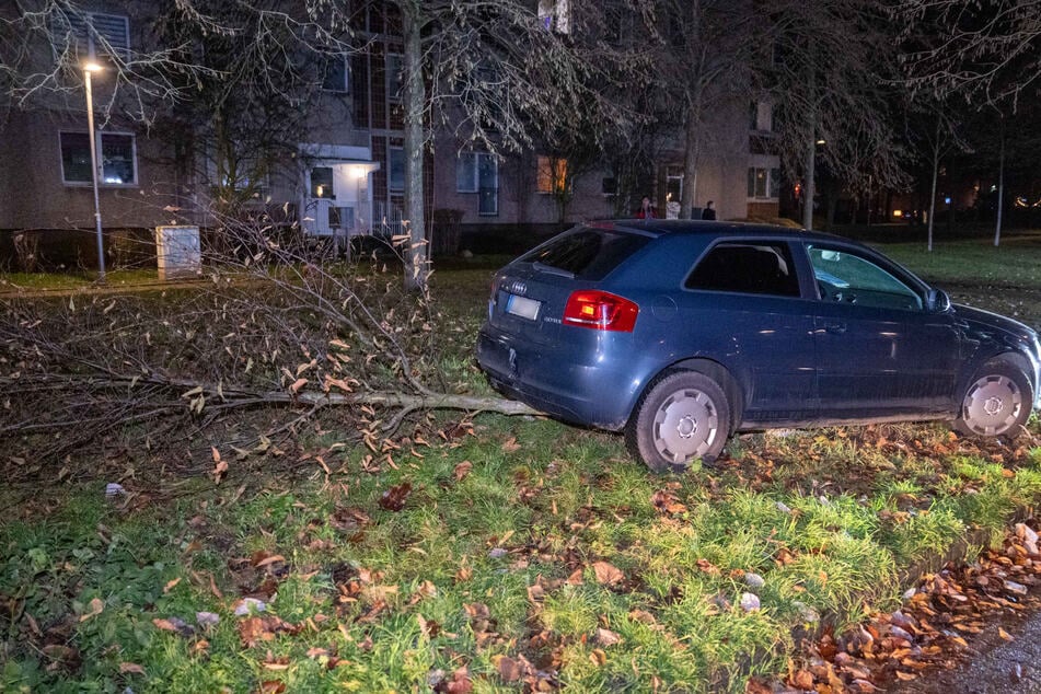 Der Baum konnte der Wucht nicht standhalten.