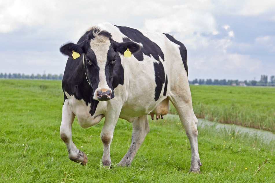 Mit einer heranfliegenden Kuh rechnet man während des Urinierens am wenigsten. Für einen Inder wurde dies zum Verhängnis. (Symbolbild)