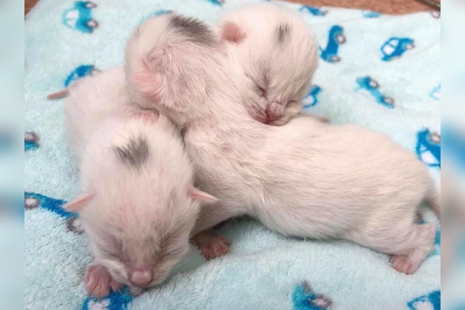...und drei weiße Kitten. Sie alle dürften die Herzen ihrer Betreuer zum Schmelzen bringen.