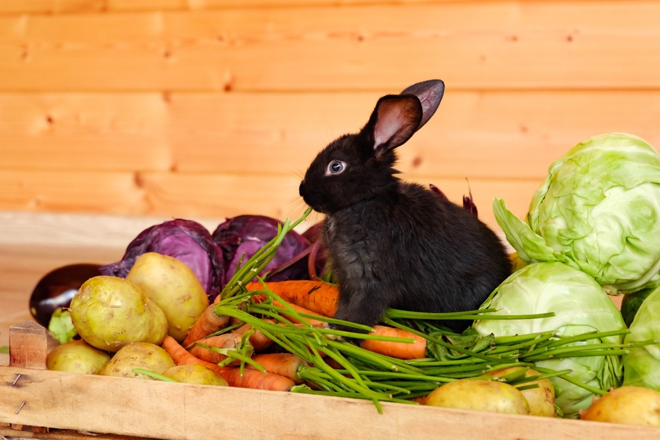 Was fressen Kaninchen am liebsten?