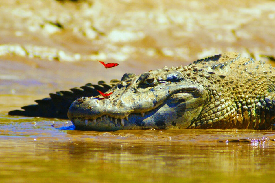 Crocodiles are vicious and violent hunters that tear their prey limb from limb.