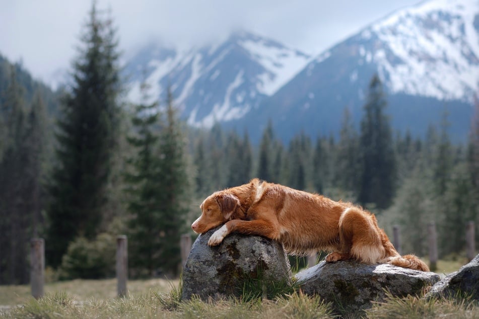 Sind Hunde Rudeltiere oder Einzelgänger? Der Faktencheck