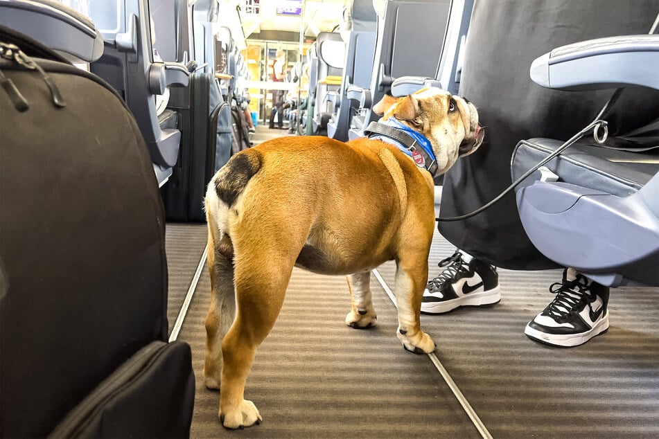 American bulldogs are big, beefy, and muscular creatures.
