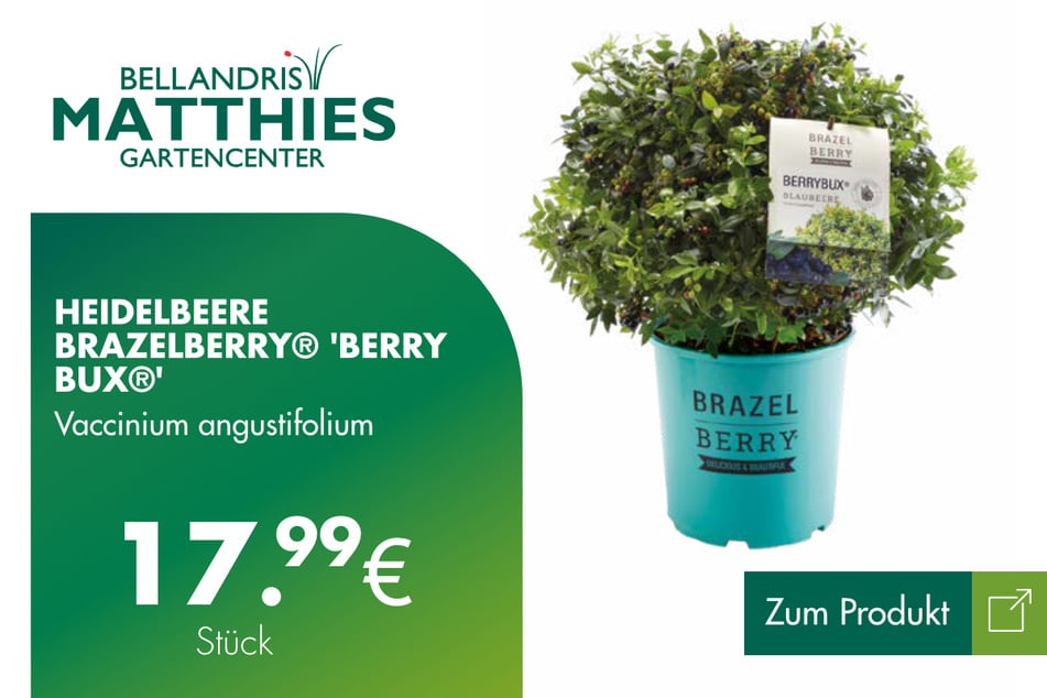 Heidelbeere BrazelBerry® für 17,99 Euro.