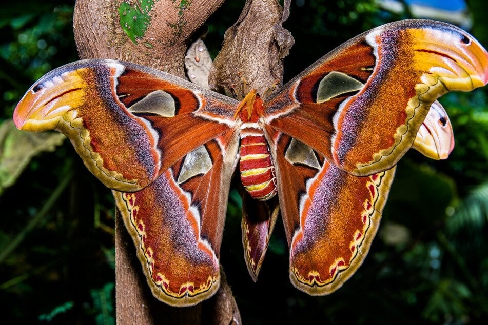 Ist der größte Schmetterling der Welt wirklich der Atlasspinner?
