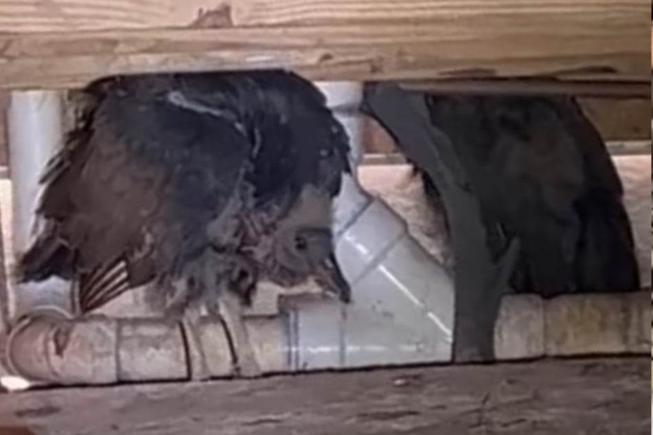 Die Geier hatten unter dem Haus andere Pläne, als das tote Reh zu fressen.