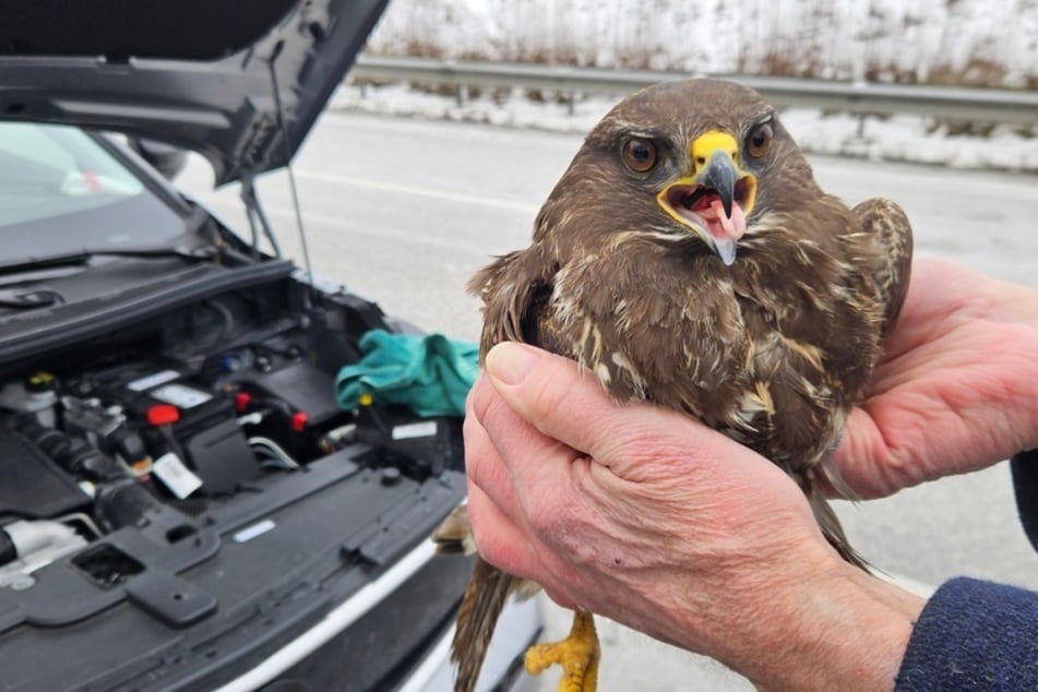 Kurz nach dem Unfall war der Vogel schon wieder wohlauf.