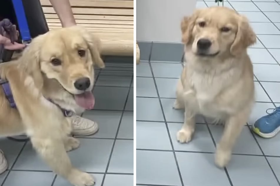 Hündin Ehmi hatte in der Hundepension einen Doppelgänger.