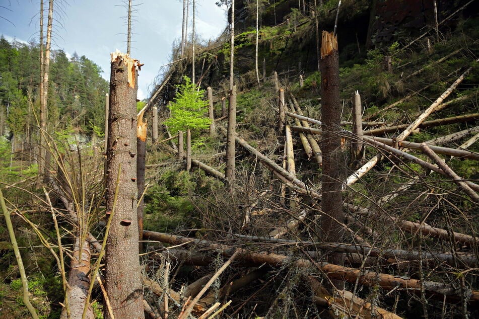Die Bäume im Nationalpark sind vielerorts schwer beschädigt, auch unabhängig vom Waldbrand, wie hier an der Richterschlüchte.