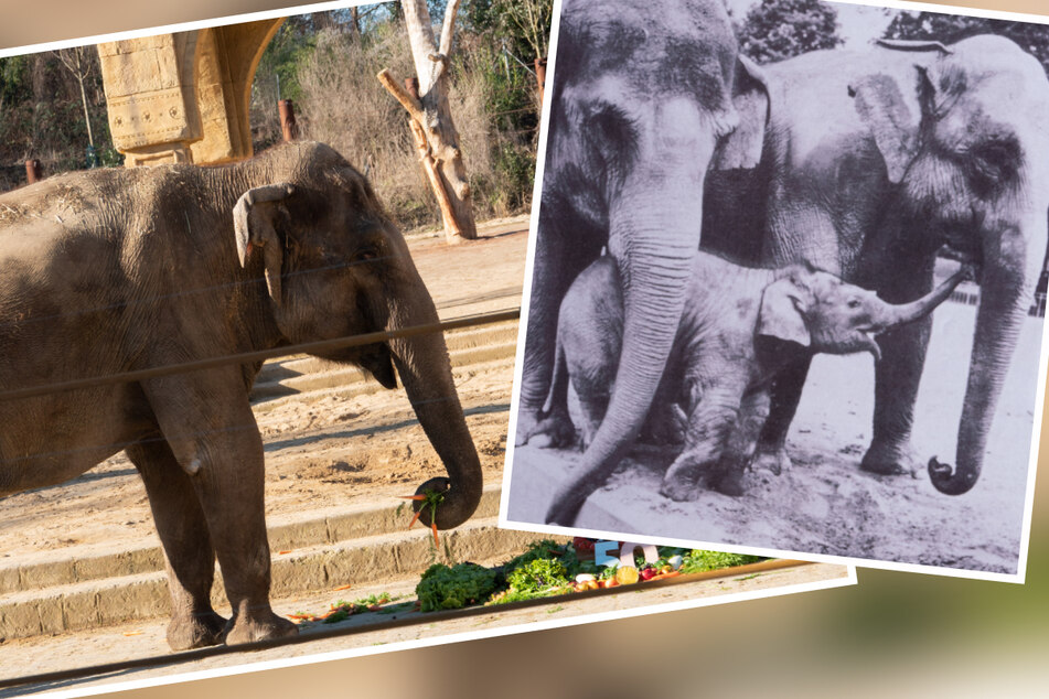 Happy Birthday Indra! So feierte die Elefantenkuh ihren 50. Geburtstag
