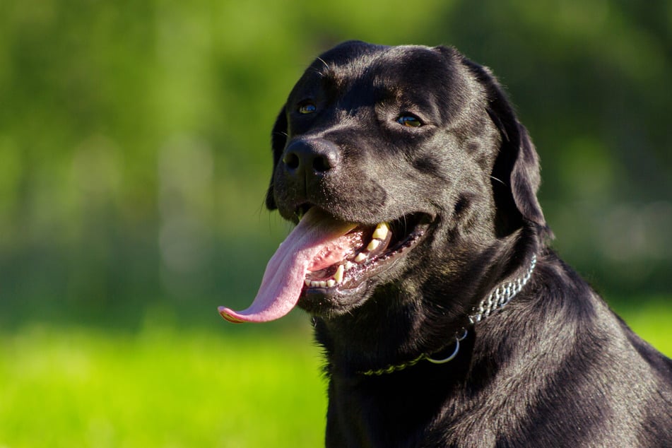 Beim Pilzesammeln wurde eine Frau (62) von einem Hund gebissen. (Symbolbild)