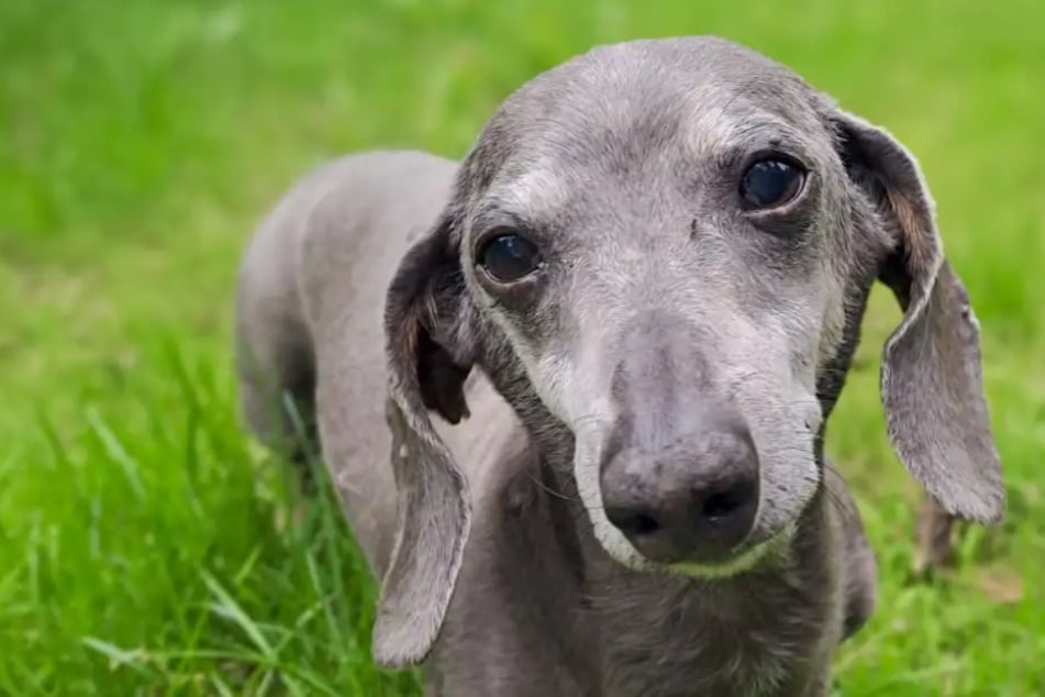Hunde-Opa Winnie will nicht im Tierheim sterben: Wer schenkt dem Dackel ein Zuhause?