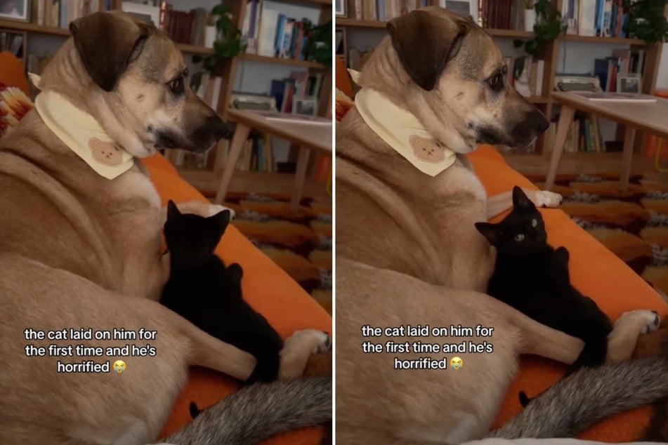 A video of a cat showing affection to its dog sibling has gone viral for the pup's hilarious reaction to the seemingly rare interaction!