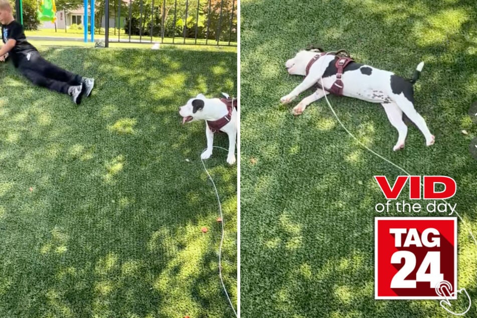 This clever pup watched his little human roll down a hill and decided to copy him!