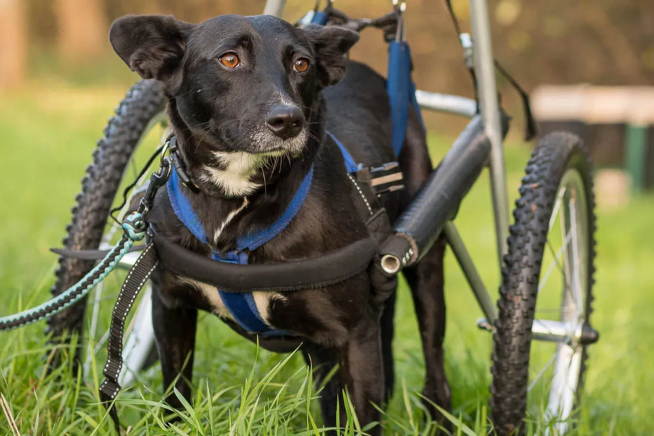Terrier-Mix-Dame Sirius ist circa sechs Jahre alt. Tragischerweise sind ihre Hinterbeine mittlerweile an einen Rollstuhl für Hunde gebunden.
