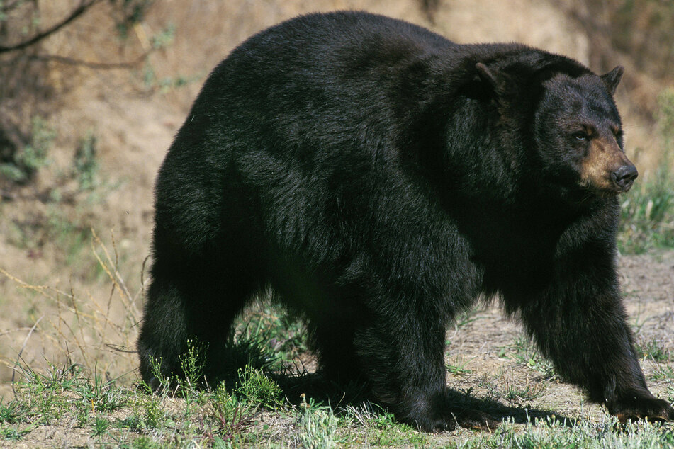 Famed bear tracked by California park service killed in accident