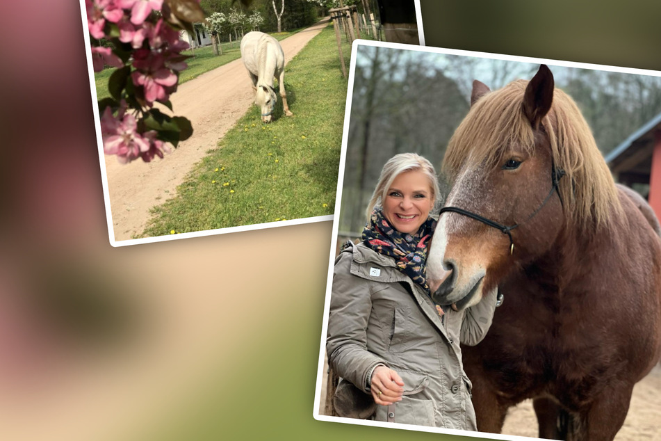 "Tierisch tierisch" beim Pferdehof Himmelreich: Findet Stute Mary hier ihr neues Zuhause?