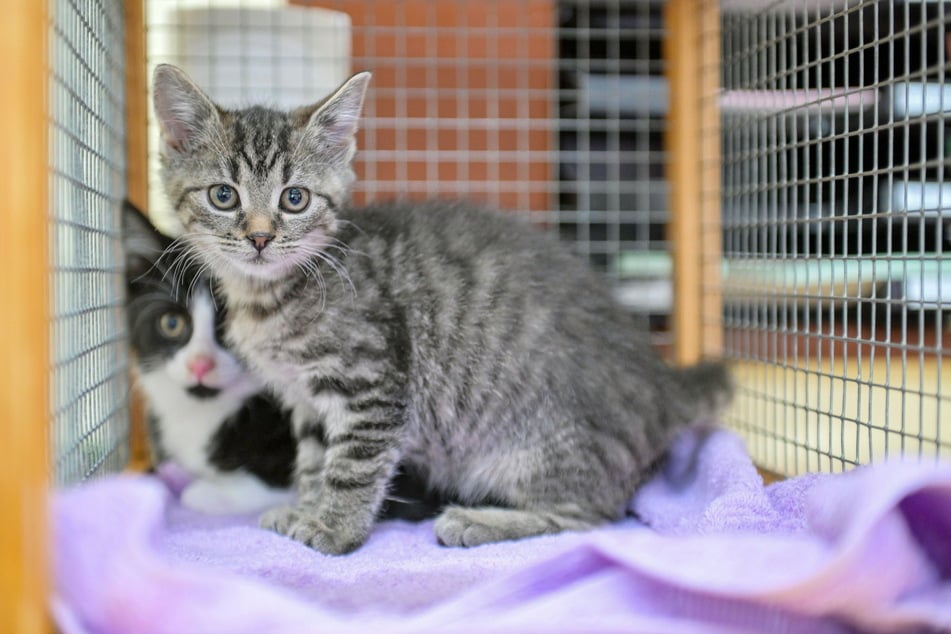 Die zuckersüßen Katzenbabys Ida (getigert) und Theo (schwarz-weiß) wurden mittlerweile vermittelt. Keine große Entlastung für das Tierheim Freital, das laufend neue Fundkatzen aufnimmt.