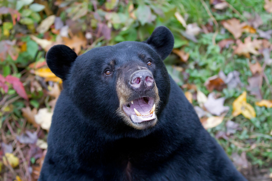 Shannon might be the only person in the world to ever get swatted on the behind by a bear while sitting on the toilet (stock image).