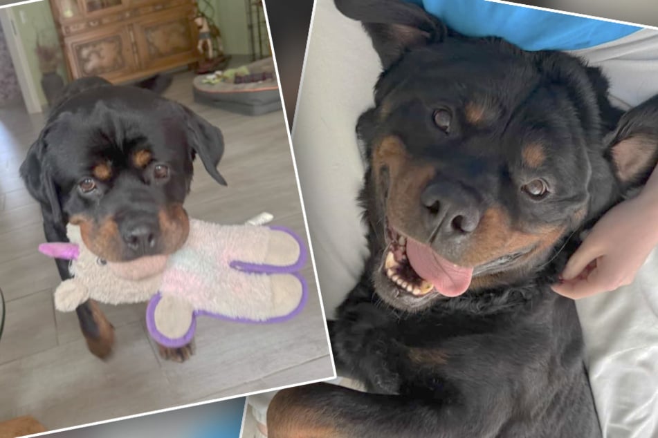 Der kleine Vierbeiner genießt den Start in sein neues Leben in vollen Zügen. Streicheleinheiten mag er besonders gerne.