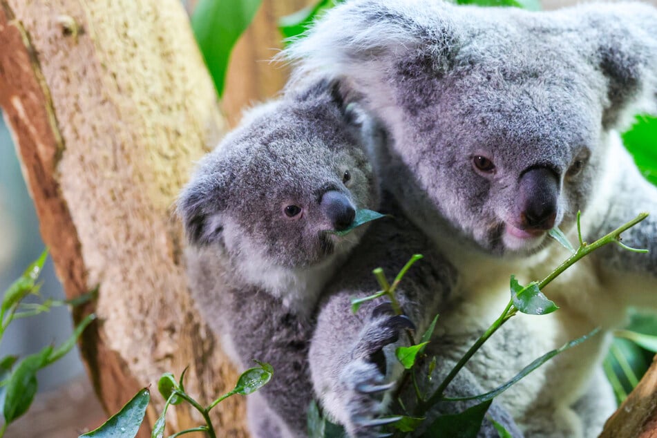"Keine Zeit": Koala-Mama will mit Pfleger kuscheln und wird bitter enttäuscht