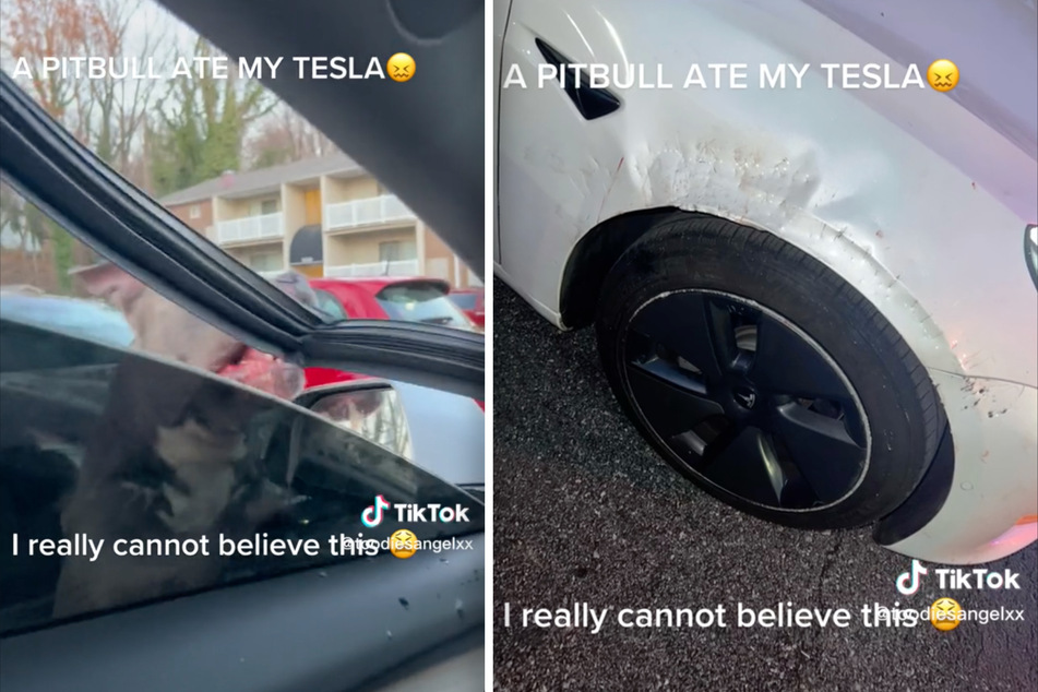 The pit bull even bit the Tesla's fender with its strong jaws!