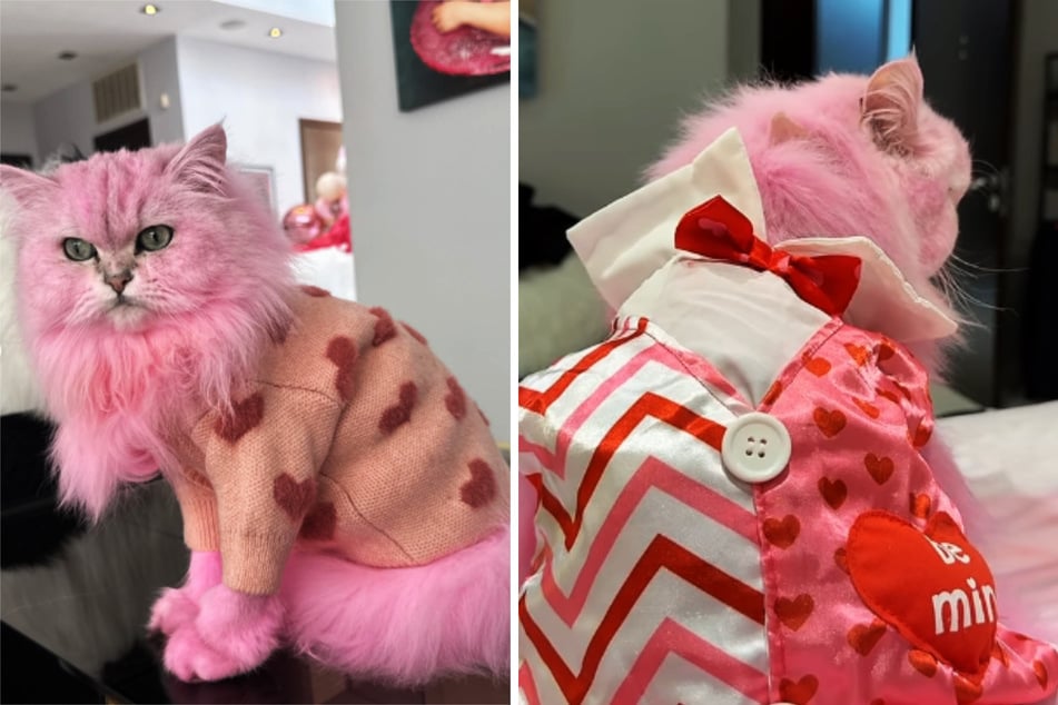 Am Tag der Liebe zeigte sich die frisch frisierte Perser-Dame Willow ganz in Rosa - ist das ihre neue Lieblingsfarbe?