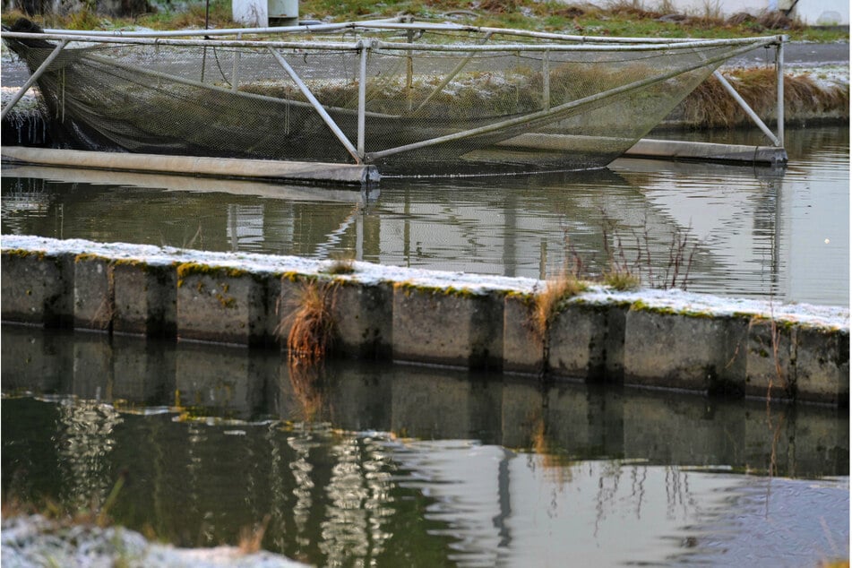 Aus diesem Fischteig im Boxberger Ortsteil Uhyst wurden etliche Forellen geklaut.