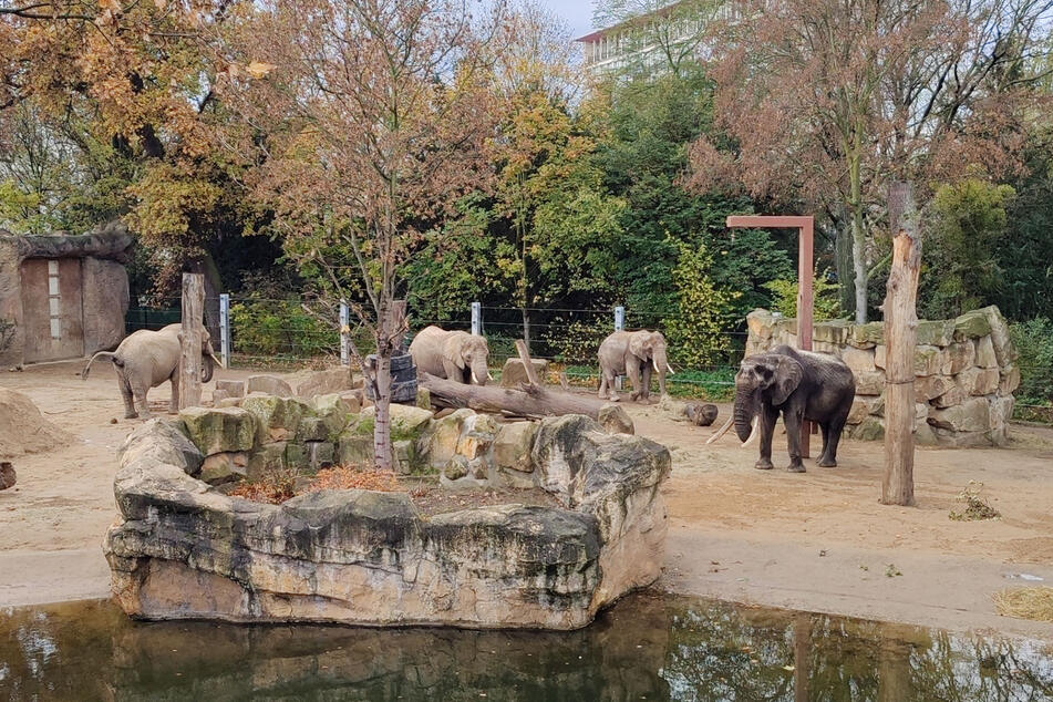 Der Zoo Dresden plant eine Erweiterung des Elefantengeheges.